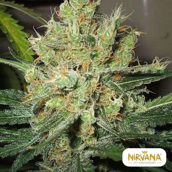 View Pure Power Plant planta de marihuana