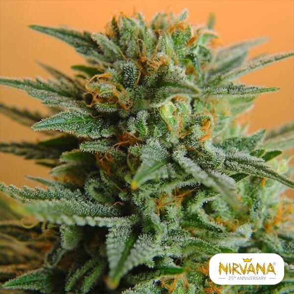 View PPP planta de marihuana