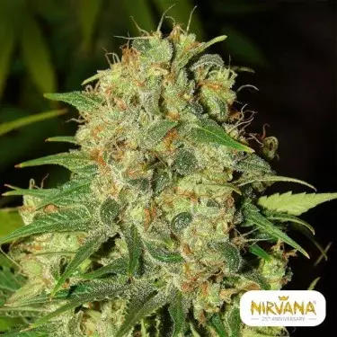 Master Kush planta de marihuana