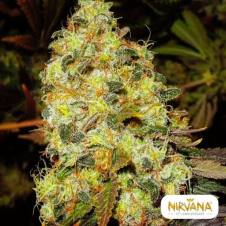 Marihuana-Eispflanze