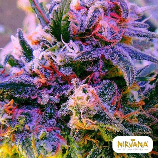 View Aurora Indica planta de marihuana