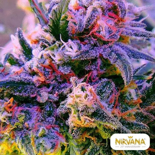 Sicht Aurora Indica planta de marihuana