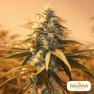 View Ak 48 planta de marihuana