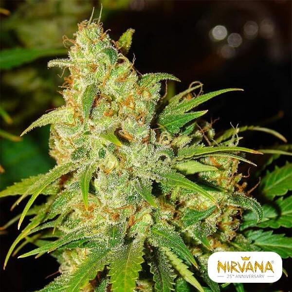 View Bubblelicious Autofloreciente planta de marihuana