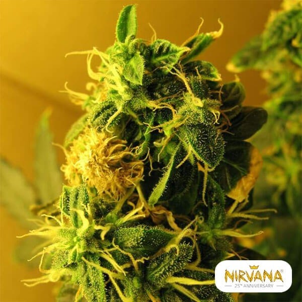 View Northern Light Autofloreciente planta de marihuana