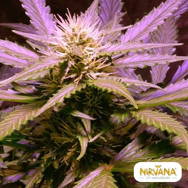 View Lemon OG Haze Autofloreciente planta de marihuana