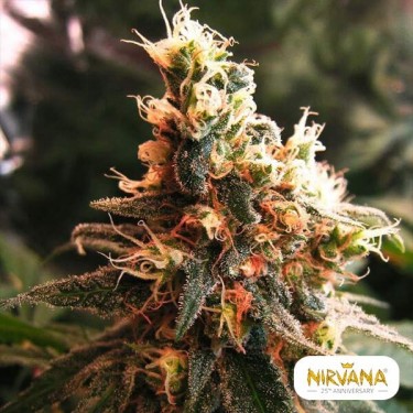 Jock Horror Autoflowering Marihuana-Pflanze