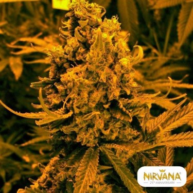 Blueberry Kush Autofloreciente