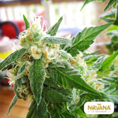 AK 48 Autoflowering Marihuana-Pflanze