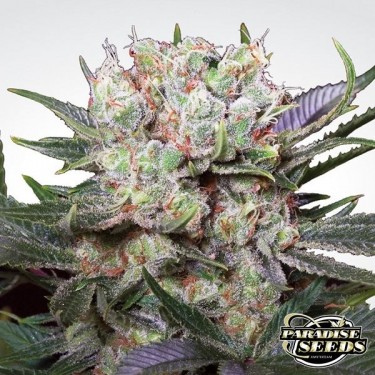 View Californian Gold planta de marihuana