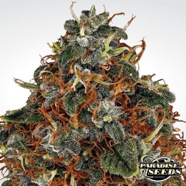 View Space Cookies planta de marihuana