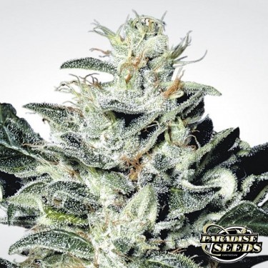 View Sensi Star planta de marihuana