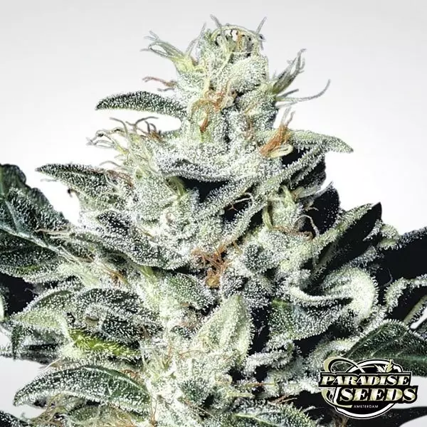 Sicht Sensi Star planta de marihuana