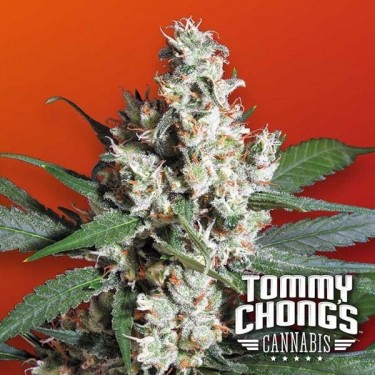 View L.A. Amnesia planta de marihuana