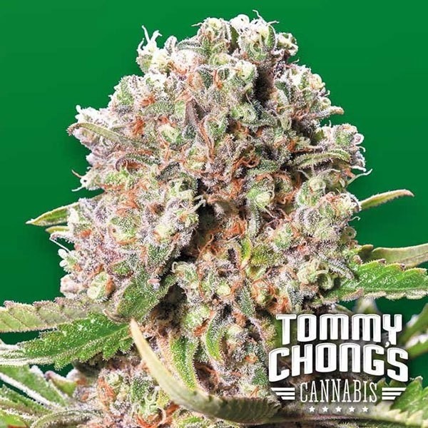 View Mendocino Skunk planta de marihuana