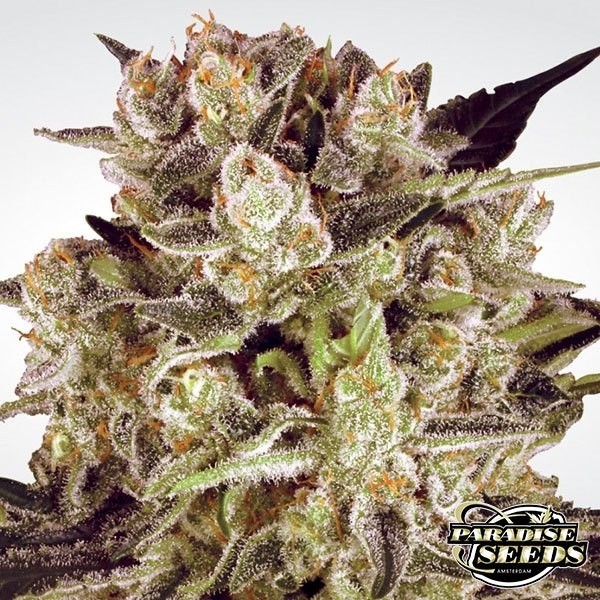 View Durga Mata II CBD planta de marihuana
