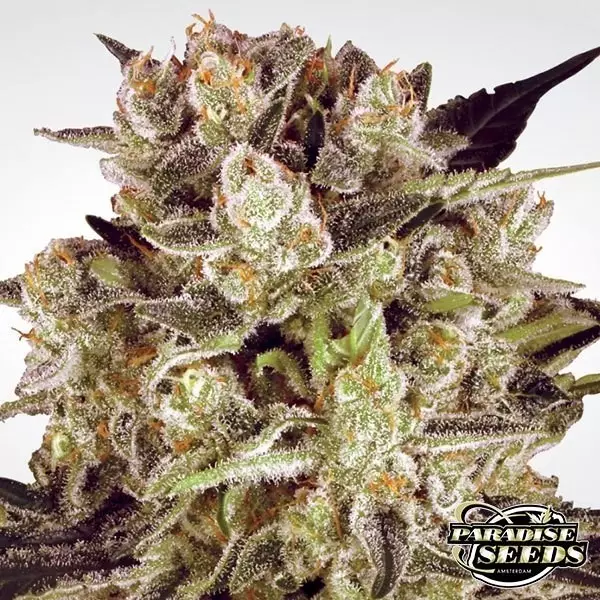 Sicht Durga Mata II CBD planta de marihuana