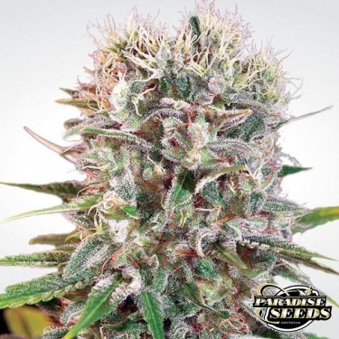 View Wappa planta de marihuana