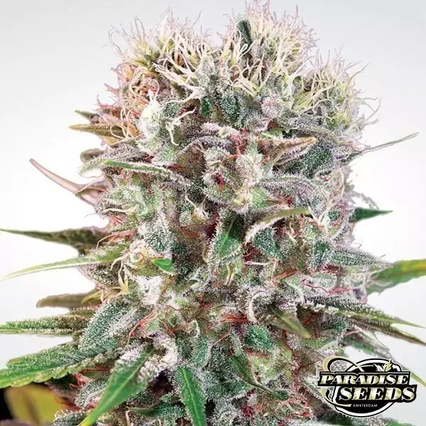 Sicht Wappa planta de marihuana