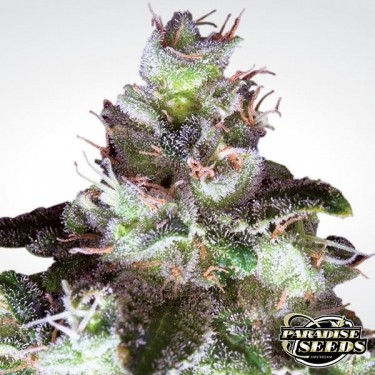 View Original White Widow planta de marihuana