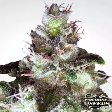 Original White Widow planta de marihuana