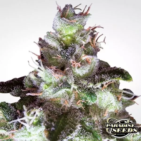 Sicht Original White Widow planta de marihuana