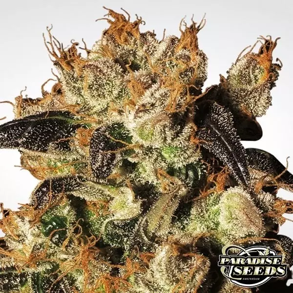 Sicht White Berry planta de marihuana