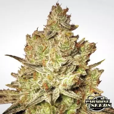 Jacky White planta de marihuana