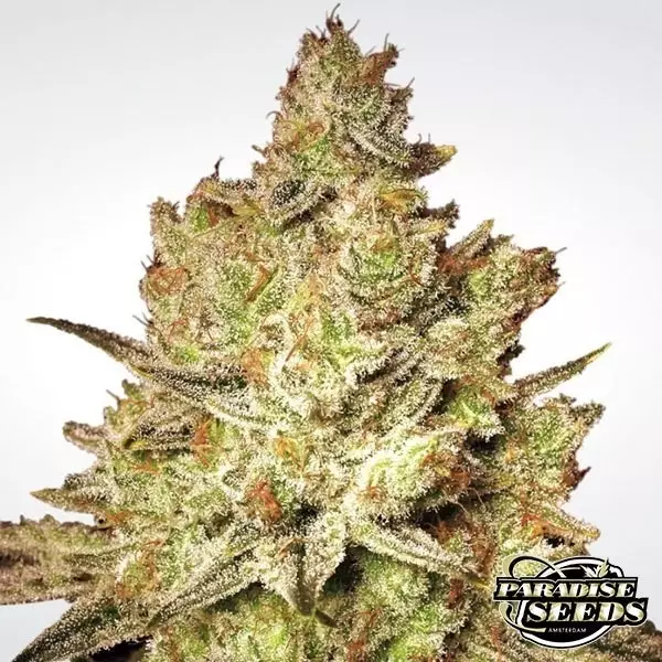 Sicht Jacky White planta de marihuana