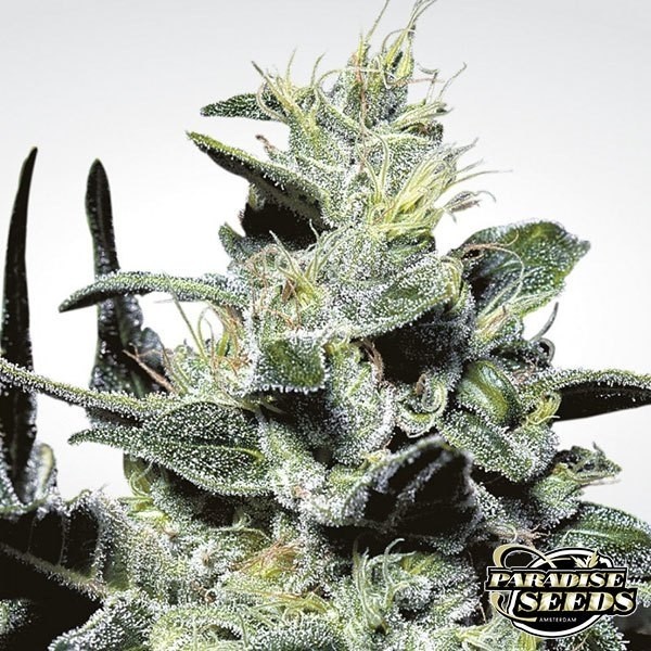 View Nebula planta de marihuana