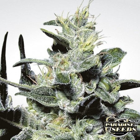 Nebula planta de marihuana