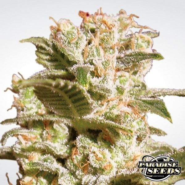 View Belladonna planta de marihuana