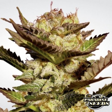 Durga Mata planta de marihuana