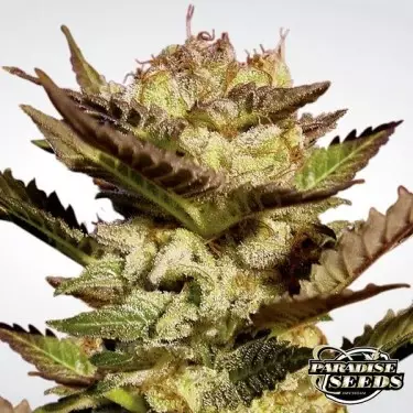 Durga Mata planta de marihuana