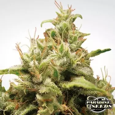 Opium planta de marihuana