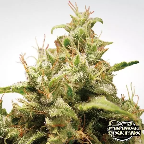 Sicht Opium planta de marihuana