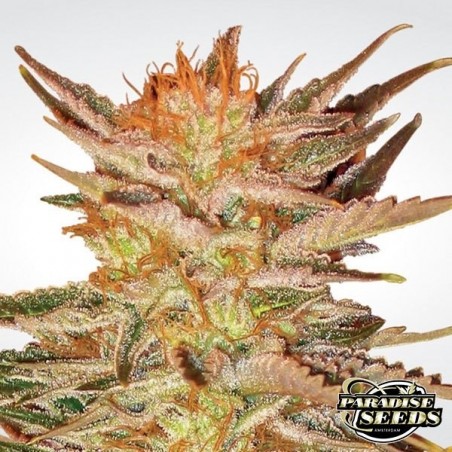 Ice Cream planta de marihuana