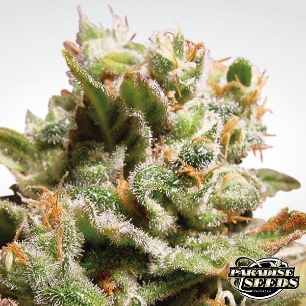 View Dutch Dragon planta de marihuana