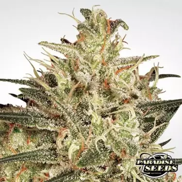 Atomical Haze von Paradise Seeds feminisiert - Günstig anbauen
