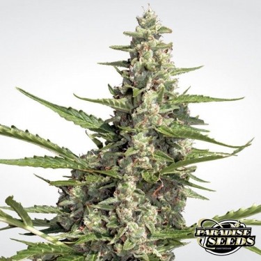 View Pandora Auto von Paradise Seeds automatisch - Billig wachsen