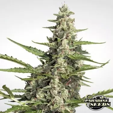 Pandora Auto von Paradise Seeds automatisch - Billig wachsen