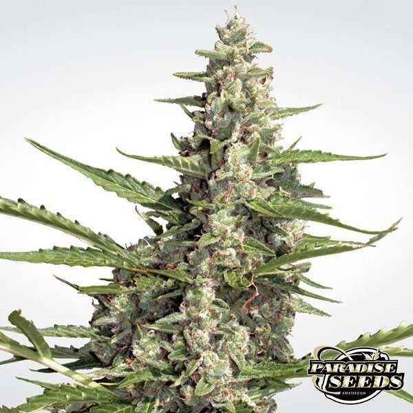 View Pandora Auto von Paradise Seeds automatisch - Billig wachsen