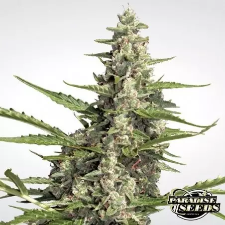 Pandora Auto von Paradise Seeds automatisch - Billig wachsen