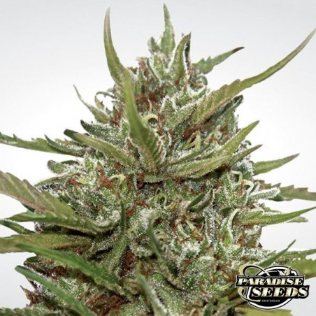 Auto White Berry von Paradise Seeds, automatisch - Günstig anbauen