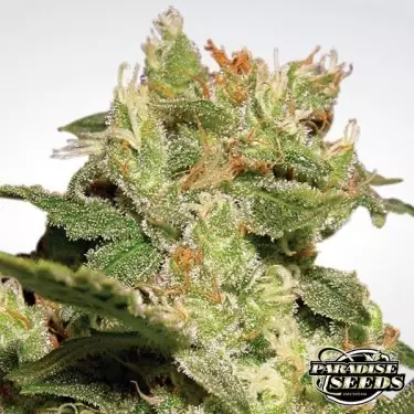 Auto Jack von Paradise Seeds - Günstig anbauen