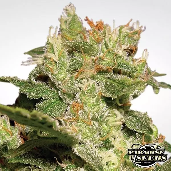 Sicht Auto Jack von Paradise Seeds - Günstig anbauen