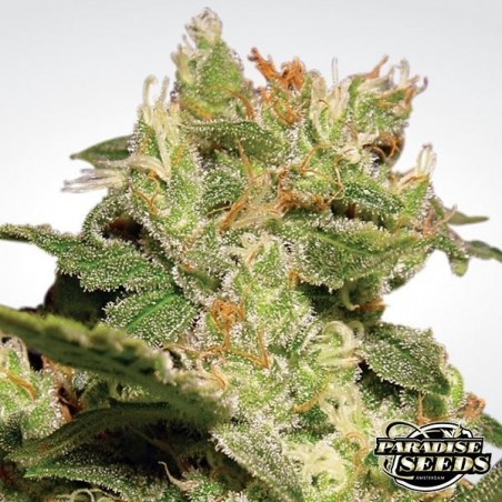 Auto Jack von Paradise Seeds - Günstig anbauen