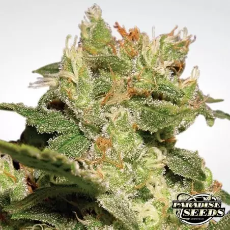 Auto Jack von Paradise Seeds - Günstig anbauen