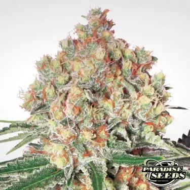 Auto Wappa von Paradise Seeds - Günstig Wachsen