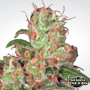View Auto Acid von Paradise Seeds - Günstig anbauen